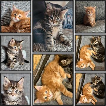 Maine Coon Kitten  beschikbaar voor biedingen