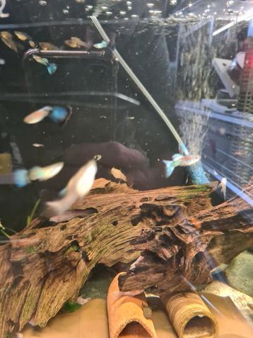Gupjes te koop  beschikbaar voor biedingen
