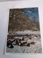 HARRY DOUWES. 1983 / EENDEN IN DE SNEEUW, Verzamelen, Ansichtkaarten | Themakaarten, Ophalen of Verzenden, 1980 tot heden