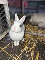 3 lieve konijntjes, Meerdere dieren, Dwerg, 3 tot 5 jaar