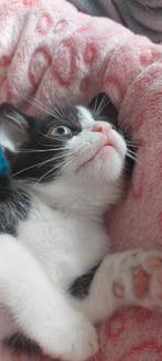Super Lieve kitten heeft snel een huisje nodig, Dieren en Toebehoren, Katten en Kittens | Overige Katten, Kater, Kortharig, 0 tot 2 jaar