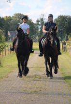 Bijrijder/verzorgster aangeboden, Dieren en Toebehoren, Paarden en Pony's | Verzorgingsproducten, Ophalen of Verzenden