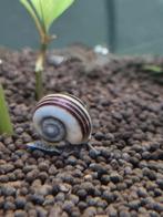 Aquarium slakken (Colombiaanse Ramshorn), Dieren en Toebehoren, Vissen | Aquariumvissen, Slak of Weekdier