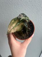 Alocasia Polly variegata pink, Ophalen of Verzenden