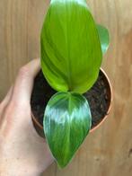 Strelitzia nicolai variegata plant gog green mint, Huis en Inrichting, Kamerplanten, Ophalen of Verzenden, Overige soorten, Minder dan 100 cm