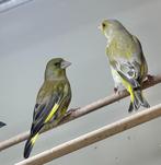 Groenlingen, Mannelijk, Tropenvogel