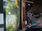 Te koop  aquarium vissen en axoloten, Dieren en Toebehoren, Vissen | Aquariumvissen, Vis