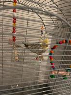 Jonge valkparkiet, Mannelijk, Parkiet