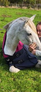 Passend thuis voor Pre ruin Cas (20?) gezocht, Dieren en Toebehoren, Ruin, Recreatiepaard