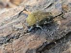 Protaetia culta culta, Overige soorten