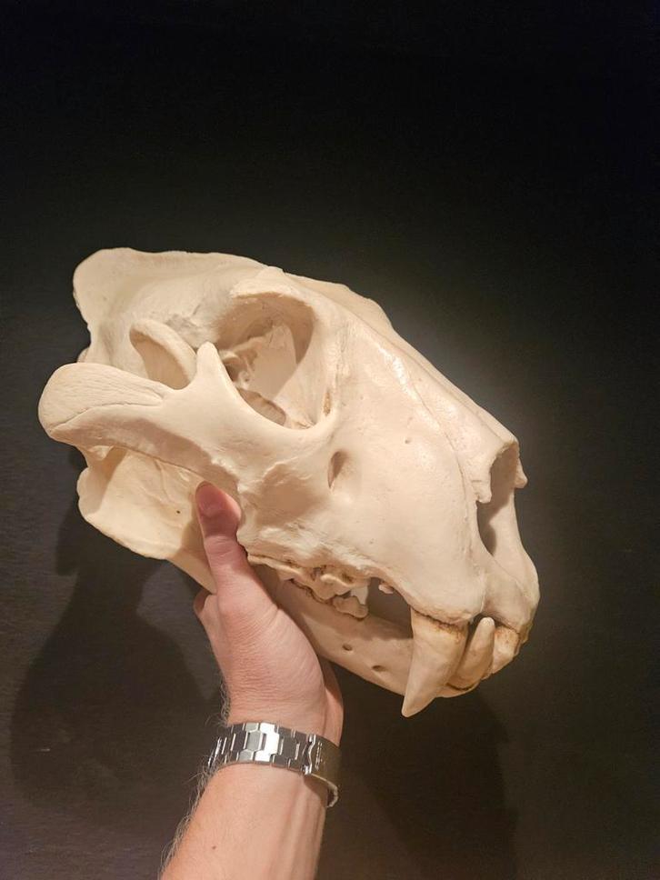 Leeuw Schedel Replica - Hoge Kwaliteit, Verzamelen, Dierenverzamelingen, Nieuw, Schedel, Ophalen of Verzenden