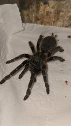 Ceratogyrus darlingi ( Rear horned baboon ) tarantula, Dieren en Toebehoren