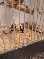 Zebravinken, Dieren en Toebehoren, Vogels | Overige Vogels, Meerdere dieren