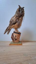 Nieuwstaat Opgezete Uil Taxidermie!, Verzamelen, Dierenverzamelingen, Ophalen of Verzenden, Zo goed als nieuw, Vogel, Opgezet dier