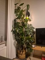 Grote Monstera Plant - ca. 2 meter hoog, Ophalen, 200 cm of meer, Halfschaduw, In pot