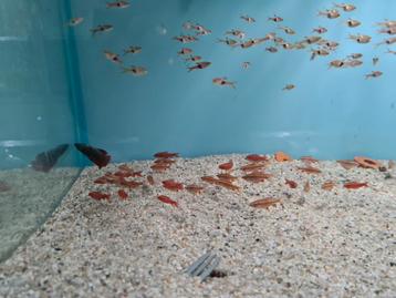 Sherrybarbeel, Barbus titteya, sherry barbeel beschikbaar voor biedingen