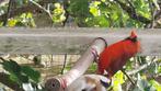 Overige volgels, Dieren en Toebehoren, Vogels | Overige Vogels, Mannelijk, Tropenvogel, Geringd