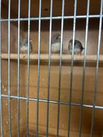 3 zebravinken, Dieren en Toebehoren, Ophalen