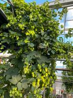 Hopbellen ruilen voor speciaalbier!, Tuin en Terras, Planten | Tuinplanten, Ophalen, Volle zon, Vaste plant, Klimplanten