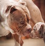 American Bully xl Dekreu *getest *abkc, Rabiës (hondsdolheid), Eén hond, 3 tot 5 jaar, Nederland