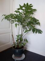 mooie grote vinnetjes palm, Caryota Mitis, 160 cm hoog, Ophalen, Volledige schaduw, Palm, In pot