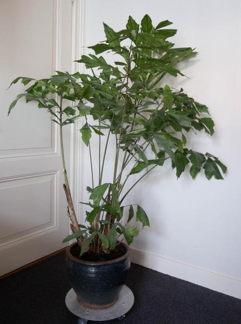 mooie grote vinnetjes palm, Caryota Mitis, 160 cm hoog, Huis en Inrichting, Kamerplanten, Palm, 150 tot 200 cm, Groene kamerplant
