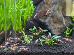 Crystal red garnalen aquarium, Dieren en Toebehoren, Kreeft, Krab of Garnaal, Zoetwatervis