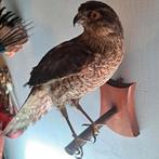 taxidermie,taxidermy Opgezette "sperwer" vrouw, Ophalen of Verzenden, Zo goed als nieuw, Vogel, Opgezet dier