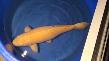 Mooie grote Karashigoi met protentie 85 - 90 cm  beschikbaar voor biedingen