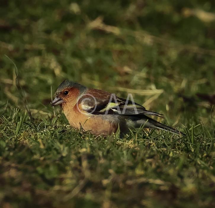 Plexiglas diverse dieren, Huis en Inrichting, Woonaccessoires | Wanddecoraties, Nieuw, Verzenden