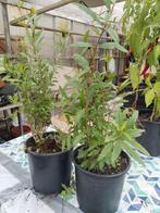 Granaatappel planten 5,00 per stuk., Ophalen of Verzenden, Eenjarig, Overige soorten, Volle zon