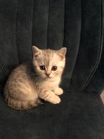 britse korthaar kittens black silver tabby, Dieren en Toebehoren, Katten en Kittens | Raskatten | Korthaar, Meerdere dieren, Ontwormd