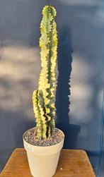 Euphorbia Erytrea Variegata p25, Huis en Inrichting, Kamerplanten, Ophalen of Verzenden, Halfschaduw, Minder dan 100 cm