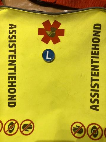 Pin “L” – Leerling Assistentiehond/hulphond in opleiding beschikbaar voor biedingen