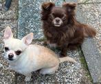 2 chihuahua’s zoeken een nieuw huisje, 6 jaar of ouder, CDV (hondenziekte), Meerdere, Meerdere dieren