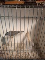 Zwartkop tuinfluiter man 2019, Dieren en Toebehoren, Mannelijk, Wildzangvogel, Geringd
