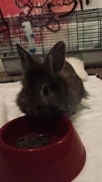 Lief grijs, bruin konijntje gratis ophalen, Dieren en Toebehoren, Konijnen, Mannelijk, Dwerg, 0 tot 2 jaar