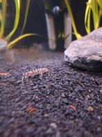Botia lohachata, Dieren en Toebehoren, Vis