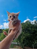 Kitten kat kater poes katten, Kater