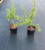 Sleedoorn Prunus Spinosa, Ophalen of Verzenden