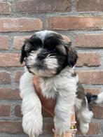 Boomer pups 3 teefjes 1 reutje, Overige rassen, CDV (hondenziekte), 8 tot 15 weken, Meerdere