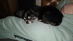 Chihuahua reu 2 jaar., Dieren en Toebehoren, Reu, 1 tot 2 jaar, Eén hond, Chihuahua