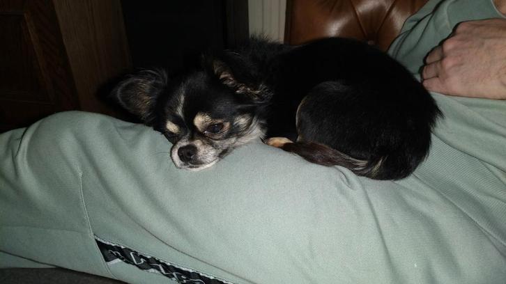 Chihuahua reu 2 jaar., Dieren en Toebehoren, Honden | Chihuahua's en Gezelschapshonden, Reu, Chihuahua, Particulier, Eén hond