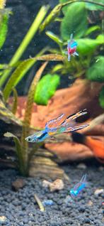 Endler guppen. 10 voor 5 euro, Vis, Zoetwatervis, Schoolvis