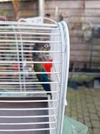 Pyrrhura perlata, Dieren en Toebehoren, Mannelijk, Parkiet, Geringd