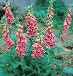 DIGITALIS  mertonensis "Summer King" , strawberry foxglove., Vaste plant, Halfschaduw, Lente, Ophalen