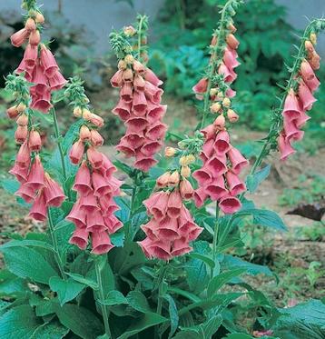 DIGITALIS  mertonensis "Summer King" , strawberry foxglove. beschikbaar voor biedingen