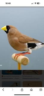 Gezocht koppel masker amadines, Dieren en Toebehoren, Vogels | Overige Vogels, Meerdere dieren, Tropenvogel