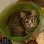 Lieve katje zoekt gouden mandje, Dieren en Toebehoren, Katten en Kittens | Overige Katten, Kortharig, 0 tot 2 jaar, Poes