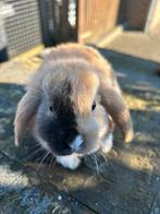 Jonge dwerg hangoortjes, Dieren en Toebehoren, Konijnen, Meerdere dieren, Dwerg, Hangoor, 0 tot 2 jaar